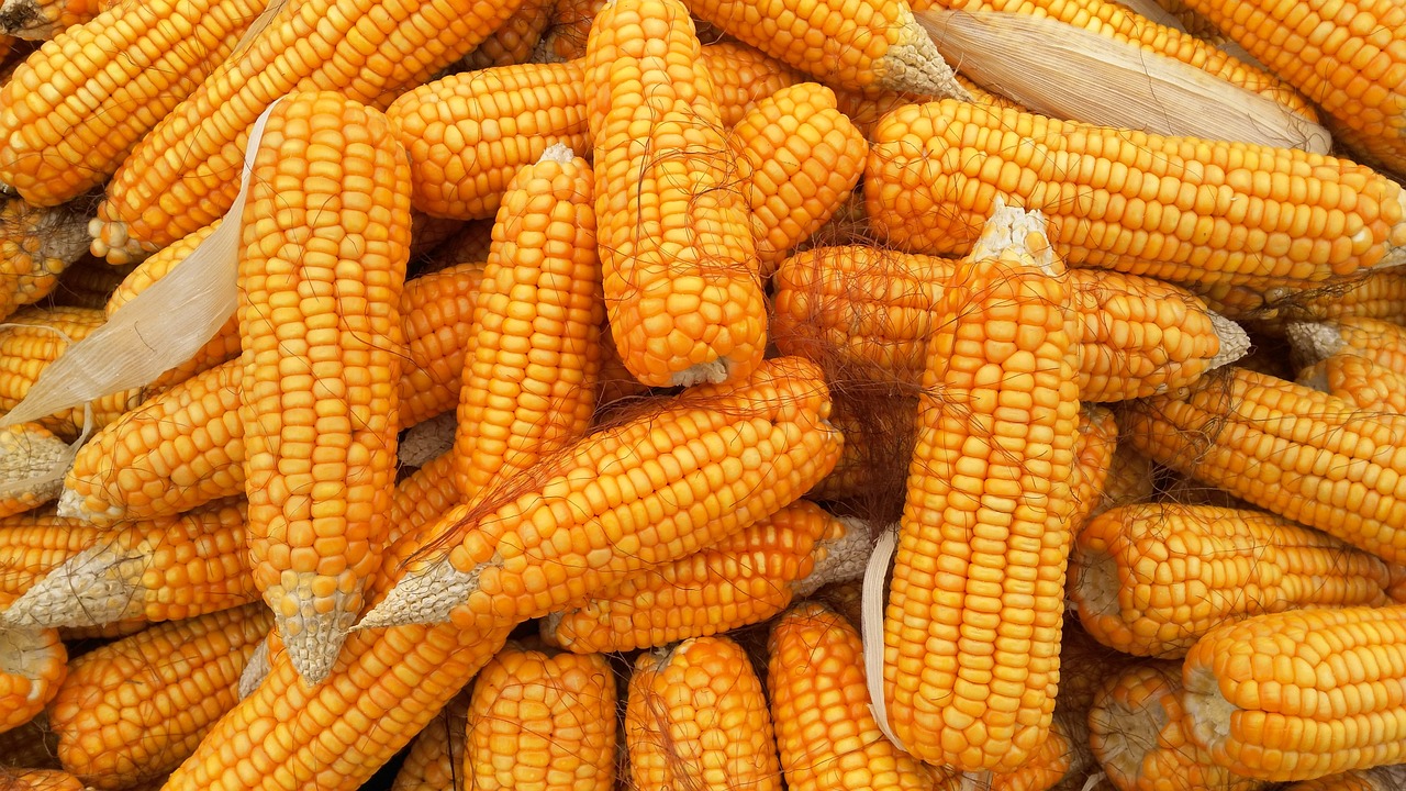 Corn Following Wheat Higher on Friday